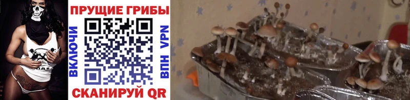 Псилоцибиновые грибы мухоморы  Пестово 